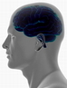 Psychology head image